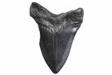 Fossil Megalodon Tooth - South Carolina #371797-2